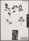 Foto von Salix reticulata L.